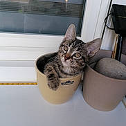 Marvelle a rejoint le concours — aidez-le/la à gagner de superbes lots ! abyssinian, animal, art, beverage, bowl, cat, coffee, coffeecup, cookware, cup, kitten, manx, mixingbowl, pet, porcelain, pot, pottery, window, windowsill, wood