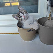 Pixelle a rejoint le concours — aidez-le/la à gagner de superbes lots ! animal, art, bowl, cat, cookware, herbal, herbs, jar, kitten, manx, pet, plant, planter, porcelain, pot, pottedplant, pottery, vase, window, windowsill