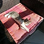 Pixelle a rejoint le concours — aidez-le/la à gagner de superbes lots ! abyssinian, animal, armchair, basket, bed, blanket, cat, chair, couch, cradle, cushion, furniture, homedecor, kitten, linen, manx, person, pet, siamese, sleeping