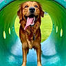 dog, golden_retriever, tongue_out, happy, canine, tongue, playground, tunnel, greenery, outdoor, animal, pet, grass, smiling, fur, nose, collar, tag, daylight, fun