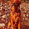 agriculture, animal, autumn, collar, cotton, cotton_field, dog, farm, fluffy, fur, golden_light, golden_retriever, nature, outdoor, pet, portrait, rural, sitting, sunset, tags