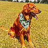 Weasley is registered to the contest to win money with this photo: dog, golden_retriever, pet, canine, long_hair, red_coat, bandana, patterned_bandana, sitting, open_mouth, panting, tongue, outdoor, grass, field, park, sunny, cloudy_sky, trees, portrait