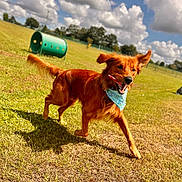 Weasley joined the competition — help win amazing prizes! dog, red_dog, golden_retriever_mix, running, running_dog, happy, playful, tongue_out, open_mouth, bandana, floppy_ears, long_hair, tail, grass, field, outdoor, sunny, clouds, blue_sky, agility_tunnel