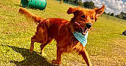 Weasley joined the competition — help win amazing prizes! agility_tunnel, bandana, blue_sky, clouds, dog, field, floppy_ears, golden_retriever_mix, grass, happy, long_hair, open_mouth, outdoor, playful, red_dog, running, running_dog, sunny, tail, tongue_out
