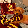 puppy, dog, scarf, gryffindor, harry_potter, plush_toy, pillow, bed, blanket, brown, cute, pet, indoors, cozy, soft_toy, pattern, animal, lying_down, warm_colors, decor