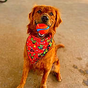 Weasley joined the competition — help win amazing prizes! dog, golden_retriever, ball, bandana, red_bandana, pet, playing, sitting, concrete_floor, outdoor, animal, canine, happy, cute, looking_up, portrait, friendly, fur, ears, mouth