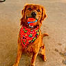 dog, golden_retriever, ball, bandana, red_bandana, pet, playing, sitting, concrete_floor, outdoor, animal, canine, happy, cute, looking_up, portrait, friendly, fur, ears, mouth