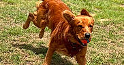 Weasley is registered to the contest to win money with this photo: dog, golden_retriever, ball, grass, outdoor, running, playful, pet, canine, sunlight, nature, active, animal, fur, happy, daytime, grass_field, collar, bandana, motion