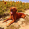 animal, canine, collar, daytime, dirt, dog, field, flower, golden_retriever, grass, happy, lying_down, nature, outdoor, pet, sky, summer, sunflower, sunny, tongue_out