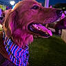 dog, golden_retriever, bandana, patriotic, purple_light, night, outdoor, grass, tongue_out, happy, pet, animal, closeup, portrait, canine, people, blurred_background, festive, collar, event