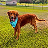Weasley joined the competition — help win amazing prizes! dog, golden_retriever, pet, bandana, outdoors, grass, park, standing, portrait, happy, smiling, tongue, fluffy, brown_fur, long_hair, collar, sunny, clouds, fence, building