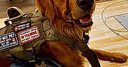 Weasley is registered to the contest to win money with this photo: dog, service_dog, dog_harness, in_training, warning_patches, brown_dog, golden_retriever, leash, person, jeans, hand, floor, store, shopping, sitting, pet, animal, indoor, retail, friendly