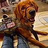 dog, service_dog, dog_harness, in_training, warning_patches, brown_dog, golden_retriever, leash, person, jeans, hand, floor, store, shopping, sitting, pet, animal, indoor, retail, friendly