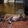 cat, tabby_cat, statue, rug, indoor, floor, living_room, furniture, relaxed, pet, animal, decor, wall, door_gate, carpet, cozy, resting, home, cute, domestic_cat