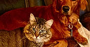 Kali joined the competition — help win amazing prizes! animal, blanket, brown, cat, close_up, collar, couch, dog, domestic_animal, furniture, golden_retriever, indoor, leather, looking_at_camera, orange, pet, resting, tabby_cat, tag, toy