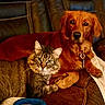 cat, dog, tabby_cat, golden_retriever, pet, animal, indoor, couch, leather, collar, tag, toy, blanket, close_up, looking_at_camera, domestic_animal, resting, furniture, brown, orange