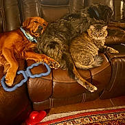 Kali joined the competition — help win amazing prizes! dog, cat, golden_retriever, fluffy_cat, two_dogs, pets, animal_group, cuddling, lounging, leather_chair, recliner, living_room, indoor, brown, fur, collar, dog_toy, blue_toy, red_heart, rug