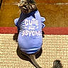 cat, pet_clothing, blue_sweater, text_on_clothing, indoor, carpet, floor, tail, fur, cute, mischievous, looking_back, animal, domestic_cat, playful, texture, brown_floor, feline, sitting, humor