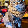 cat, blue_eyes, fluffy_fur, indoor, wooden_table, tools, power_drill, lamp, living_room, furniture, pet, closeup, portrait, domestic_cat, cute, whiskers, ears, paws, feline, household