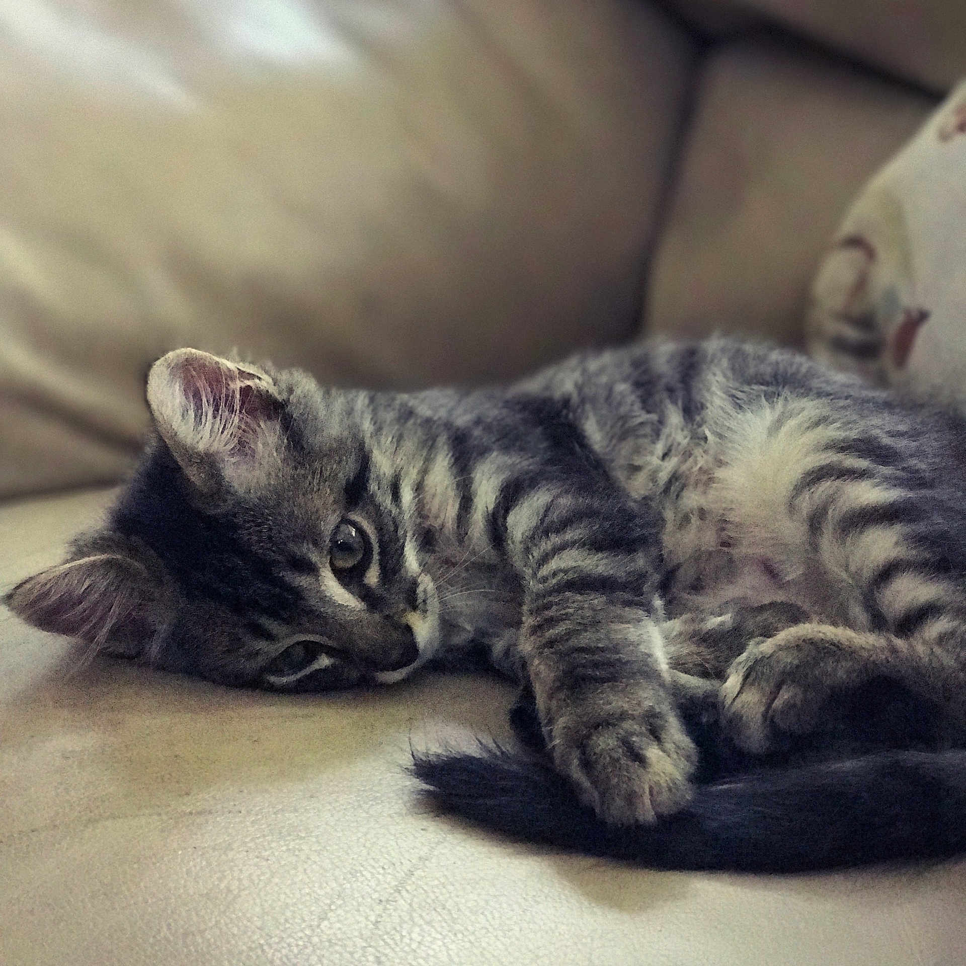 Mookie