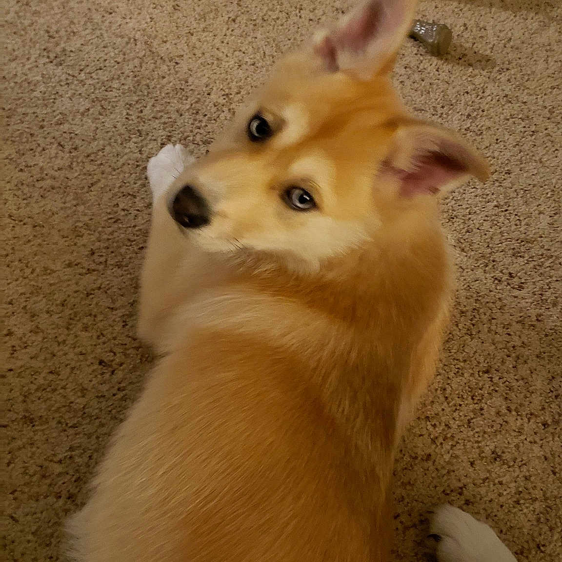 Oliver