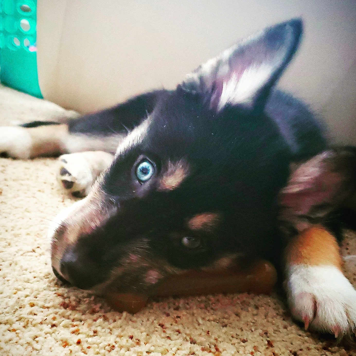 Beni is registered to the contest to win money with this photo: australian_kelpie, canidae, carnivore, dog, dog_breed, eye, mammal, puppy, snout, vertebrate, whiskers