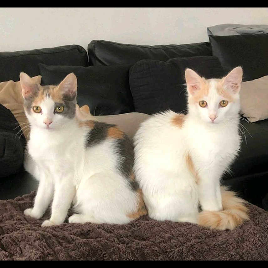 Caramel
