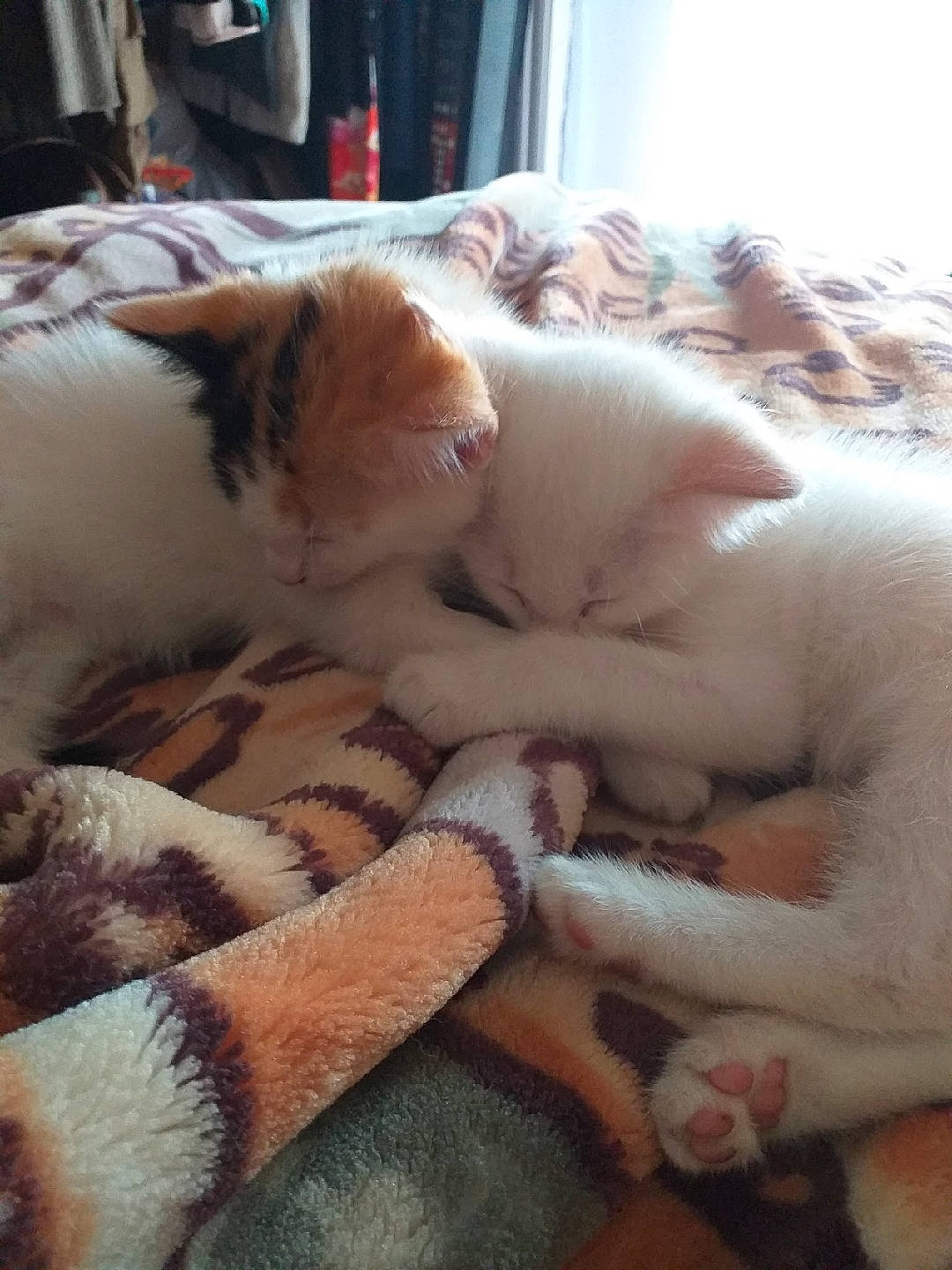 Amaya a rejoint le concours — aidez-le/la à gagner de superbes lots ! canidae, carnivore, cat, claw, comfort, companion_dog, fawn, felidae, fur, linens, nap, paw, room, sleep, small_to_medium_sized_cats, snout, tail, whiskers, white