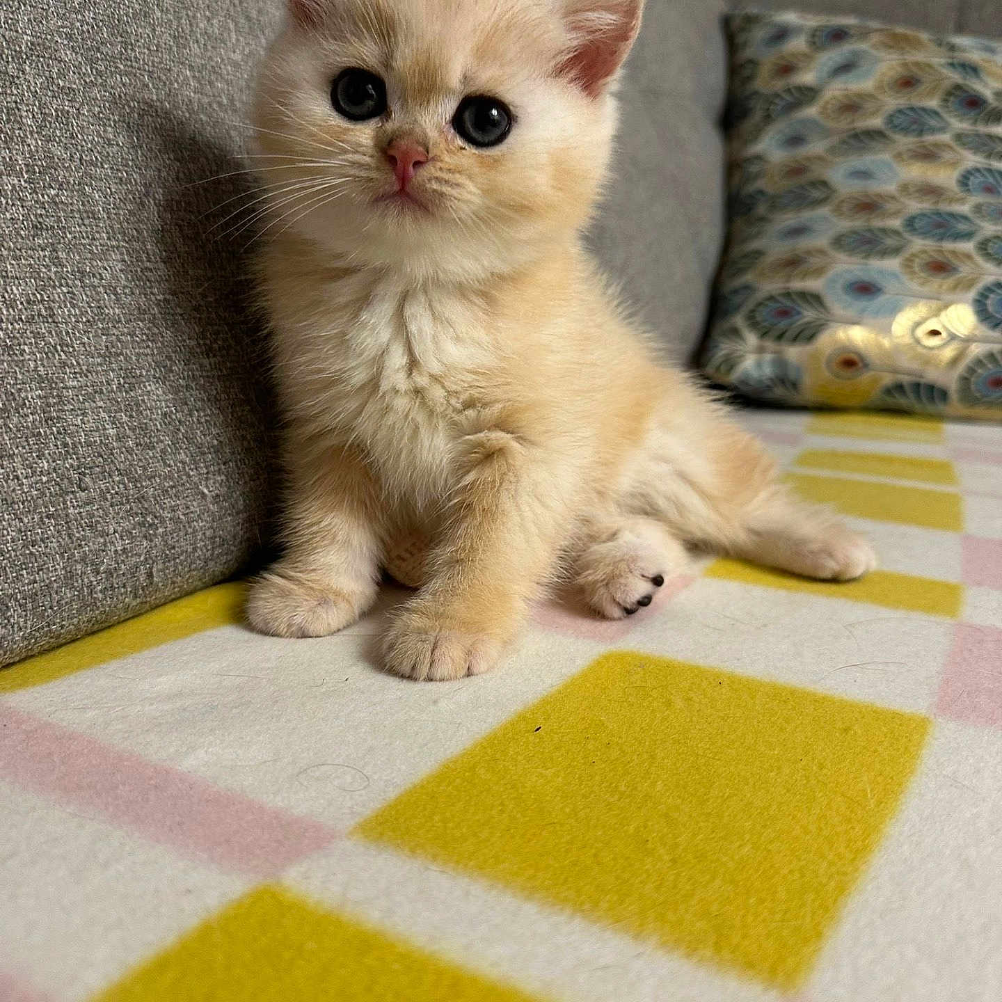 Vegas participe au concours pour gagner de l'argent avec cette photo : cat, closeup, couch, cozy, curious, cute, domestic_animal, feline, fluffy, indoor, kitten, patterned_blanket, pet, pillow, sitting, small, sofa, soft, whiskers, young_animal