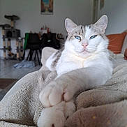 Siam a rejoint le concours — aidez-le/la à gagner de superbes lots ! cat, blue_eyes, paws, blanket, indoor, relaxed, feline, fur, close_up, stretching, cozy, home, living_room, soft_light, pet, animal, comfort, white_fur, tabby, domestic_cat