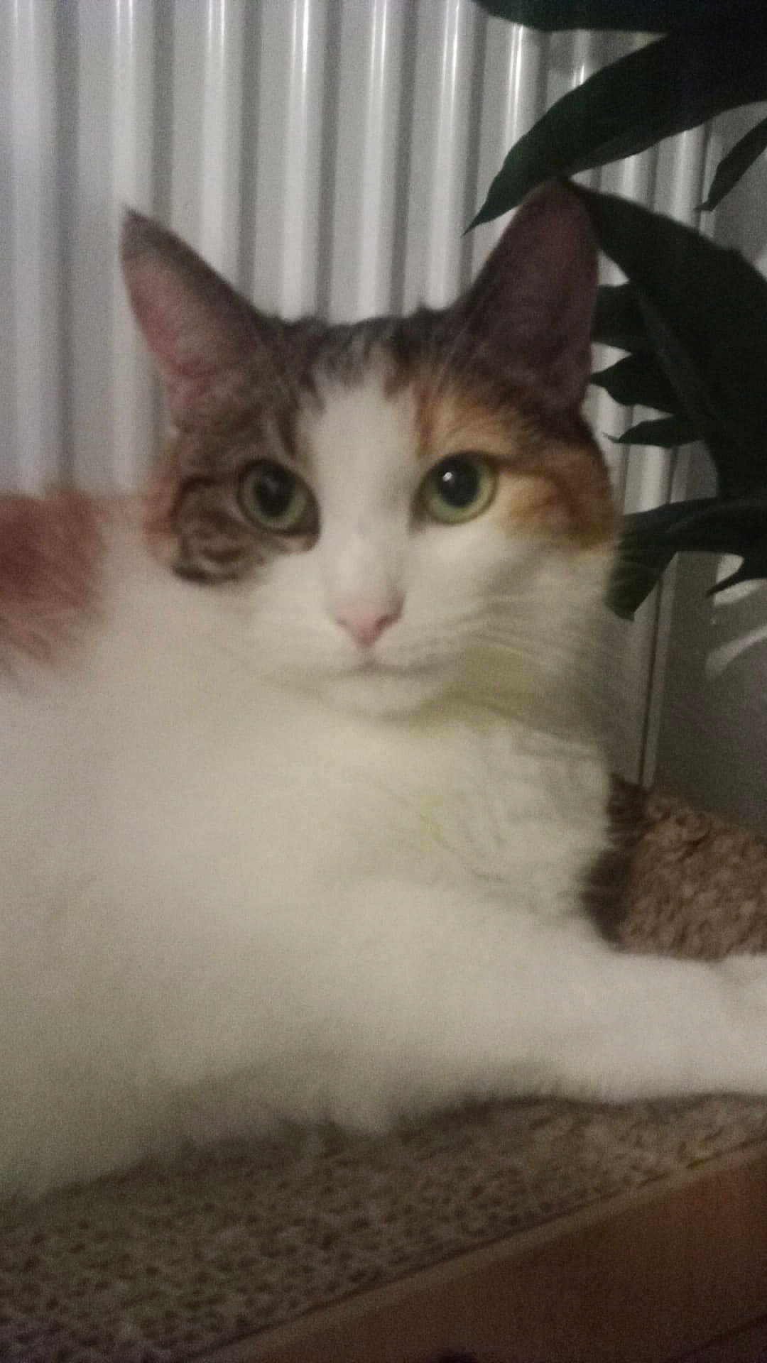 Chipie participe au concours pour gagner de l'argent avec cette photo : cat, feline, pet, animal, close_up, indoor, green_eyes, white_fur, brown_patches, relaxed, resting, texture, radiator, plant, leaf, domestic, portrait, cute, whiskers, looking_at_camera