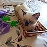 cat, kitten, cream_fur, blue_eyes, basket, wicker, indoors, bedroom, bed, blanket, floral_pattern, fabric, toy, purple, green, curious, sitting, pet, cozy, motion_blur