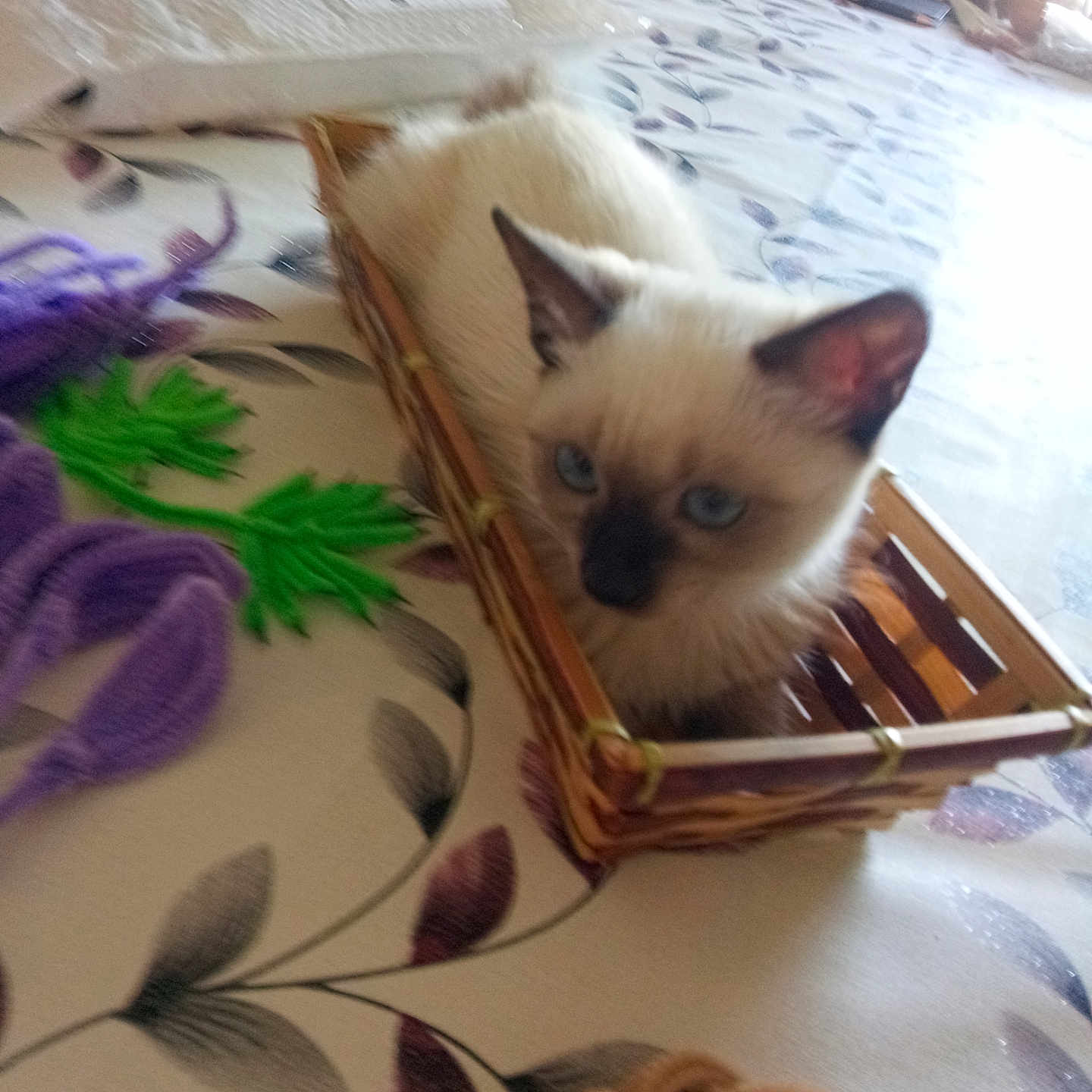 Pépette