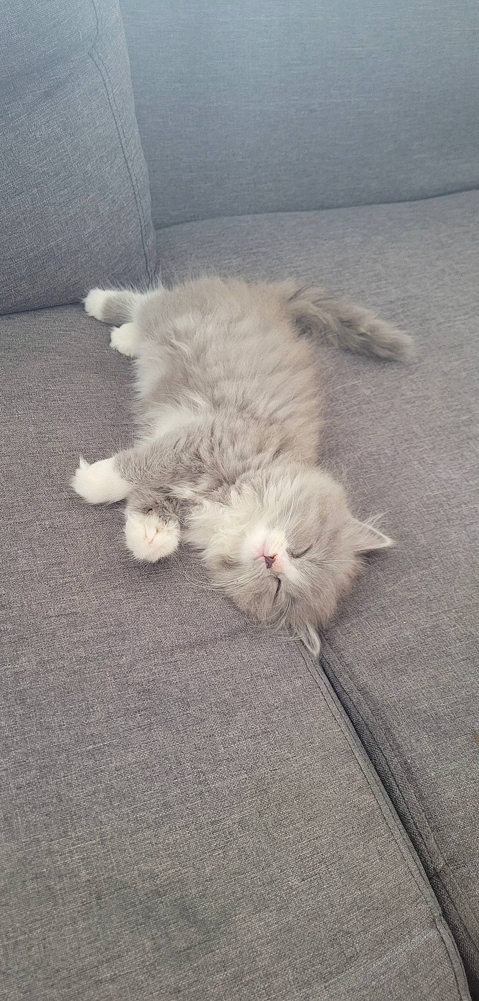 Mustang a rejoint le concours — aidez-le/la à gagner de superbes lots ! asphalt, carnivore, cat, claw, comfort, domestic_short_haired_cat, felidae, flooring, foot, fur, grass, grey, paw, road_surface, small_to_medium_sized_cats, snout, tail, whiskers