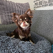 Athos participe au concours pour gagner de l'argent avec cette photo : brown_dog, cozy, curious, cushion, dog, ears, eyes, fluffy, fur, grey_cushion, home, indoor, nose, pet, pillows, sitting, small_dog, sofa, stone_wall, white_fur