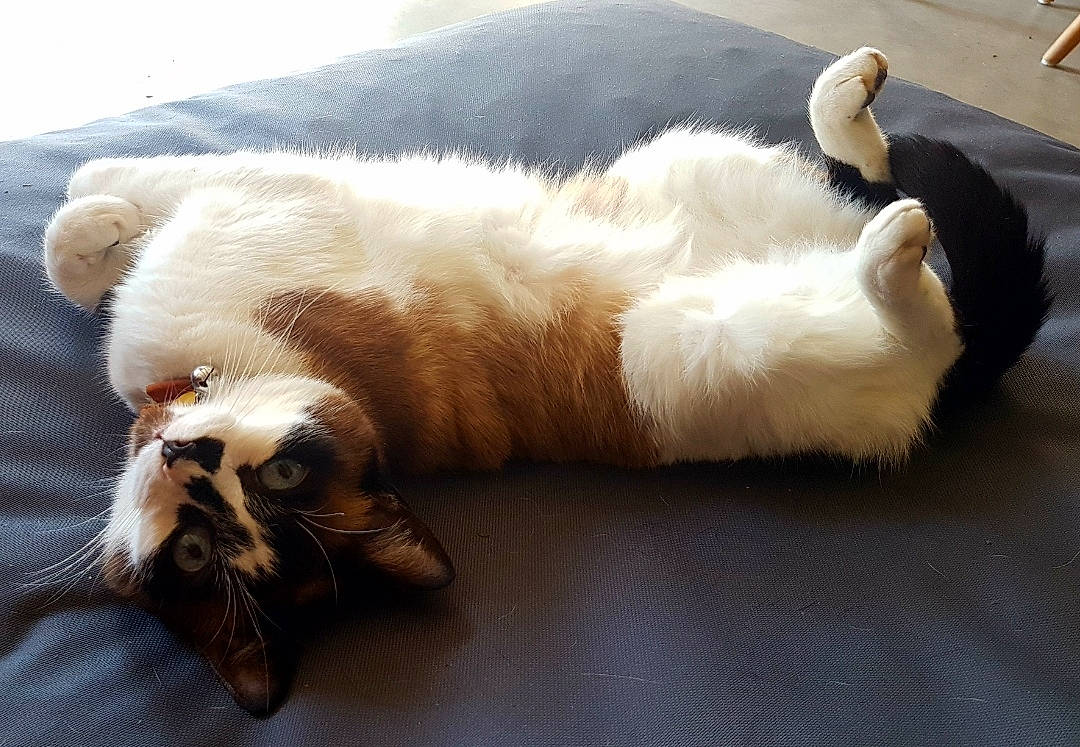 Souki participe au concours pour gagner de l'argent avec cette photo : canidae, carnivore, cat, dog_breed, fawn, felidae, fur, nap, paw, small_to_medium_sized_cats, tail, whiskers