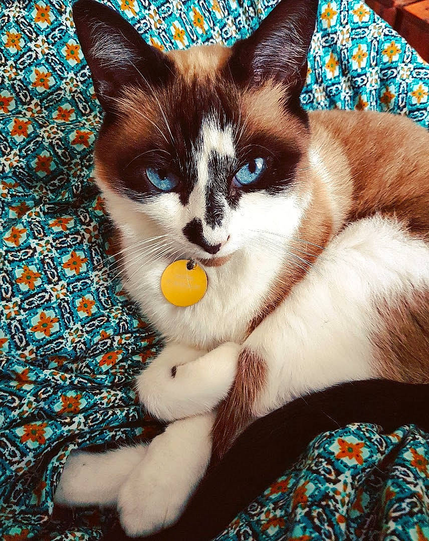 Souki a rejoint le concours — aidez-le/la à gagner de superbes lots ! aegean_cat, american_wirehair, asian, carnivore, cat, domestic_short_haired_cat, european_shorthair, fawn, felidae, kitten, ojos_azules, ragdoll, small_to_medium_sized_cats, snowshoe, thai, whiskers