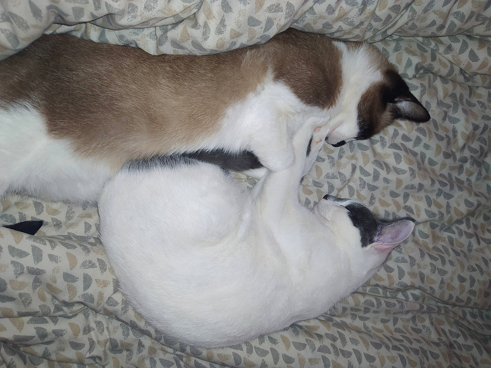 Souki a rejoint le concours — aidez-le/la à gagner de superbes lots ! canidae, carnivore, cat, dog, dog_breed, fawn, feist, mammal, puppy, smooth_fox_terrier, tail, teddy_roosevelt_terrier, tenterfield_terrier