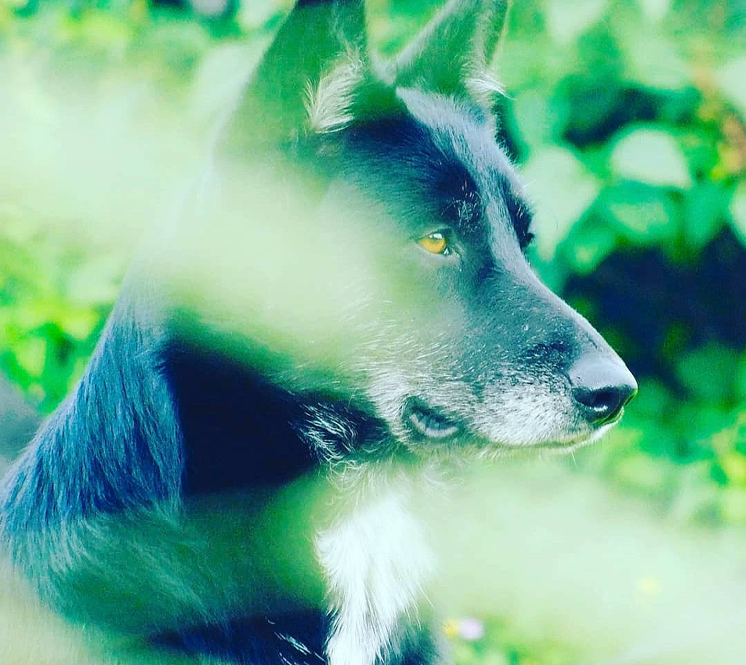 Pluton a rejoint le concours — aidez-le/la à gagner de superbes lots ! canidae, carnivore, dog, dog_breed, fur, green, herding_dog, snout