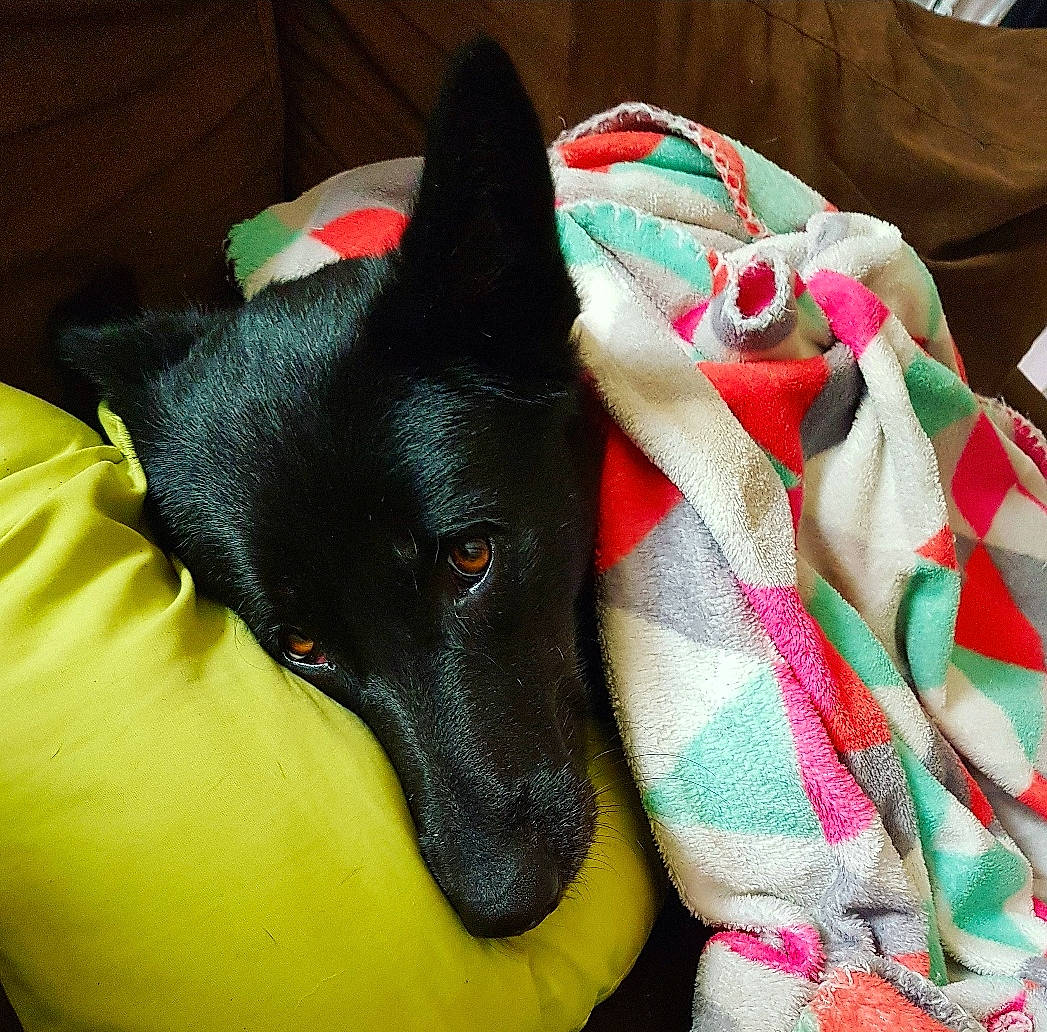 Pluton participe au concours pour gagner de l'argent avec cette photo : australian_kelpie, canidae, carnivore, dog, dog_breed, formosan_mountain_dog, mammal, non_sporting_group, schipperke, vertebrate