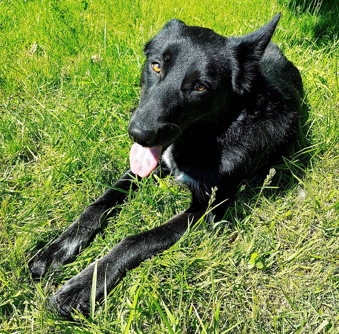 Pluton participe au concours pour gagner de l'argent avec cette photo : canidae, carnivore, dog, dog_breed, grass, hunting_dog, mammal, plant, snout, sporting_group, vertebrate