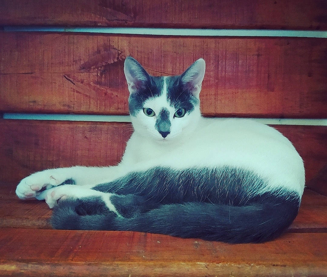 Moon a rejoint le concours — aidez-le/la à gagner de superbes lots ! aegean_cat, asian, carnivore, cat, domestic_short_haired_cat, european_shorthair, felidae, fur, kitten, mammal, ojos_azules, paw, small_to_medium_sized_cats, tail, turkish_van, whiskers