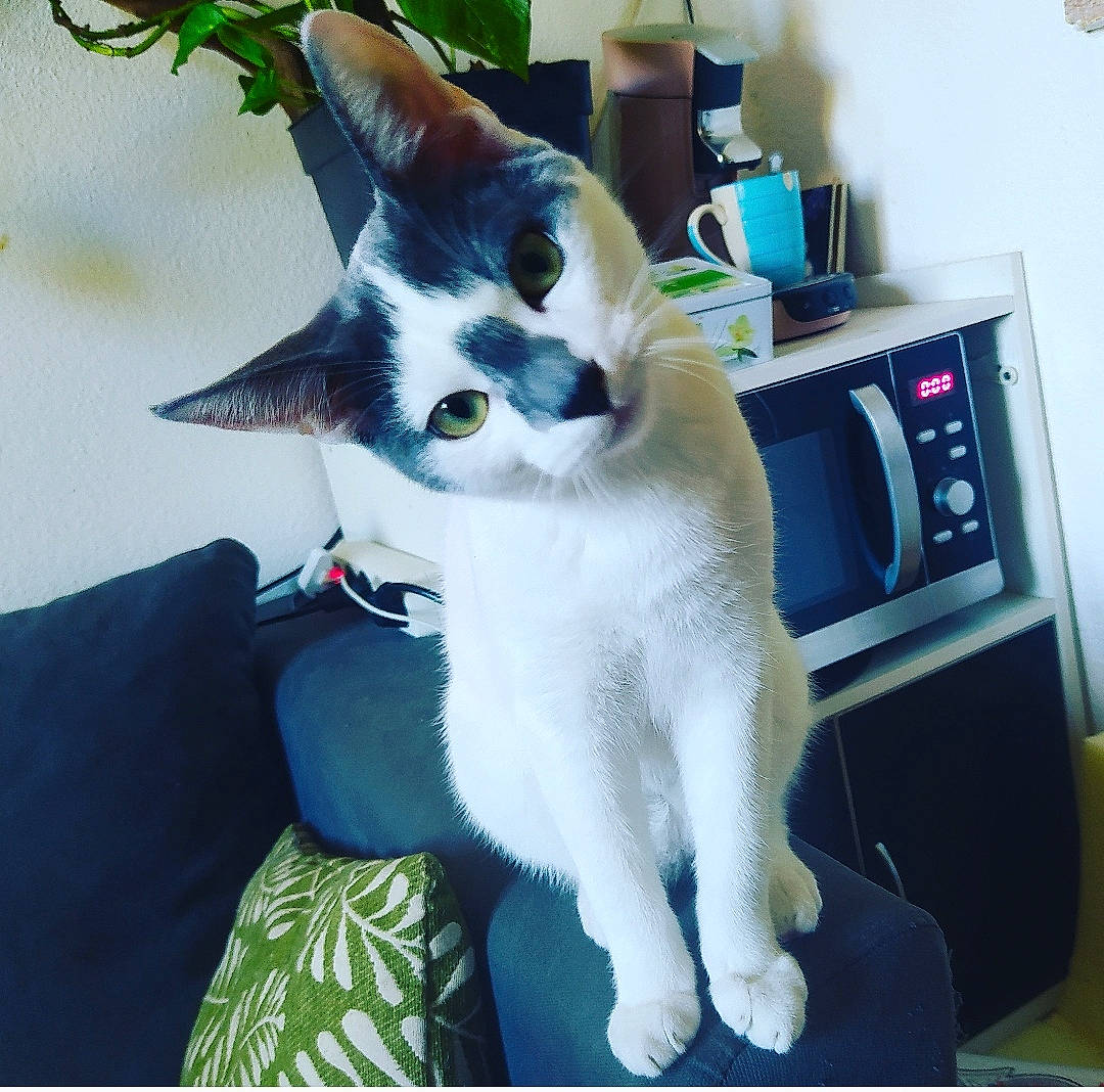 Moon a rejoint le concours — aidez-le/la à gagner de superbes lots ! aegean_cat, american_wirehair, asian, carnivore, cat, domestic_short_haired_cat, ear, felidae, fur, japanese_bobtail, kitten, mammal, photo_caption, polydactyl_cat, small_to_medium_sized_cats, tail, whiskers