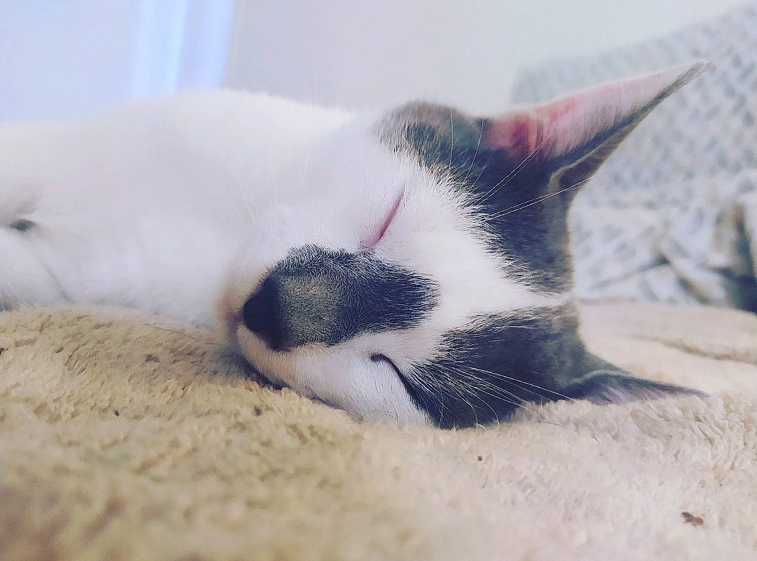 Moon participe au concours pour gagner de l'argent avec cette photo : carnivore, cat, close_up, eye, felidae, fur, kitten, nap, nose, sky, sleep, small_to_medium_sized_cats, snout, whiskers