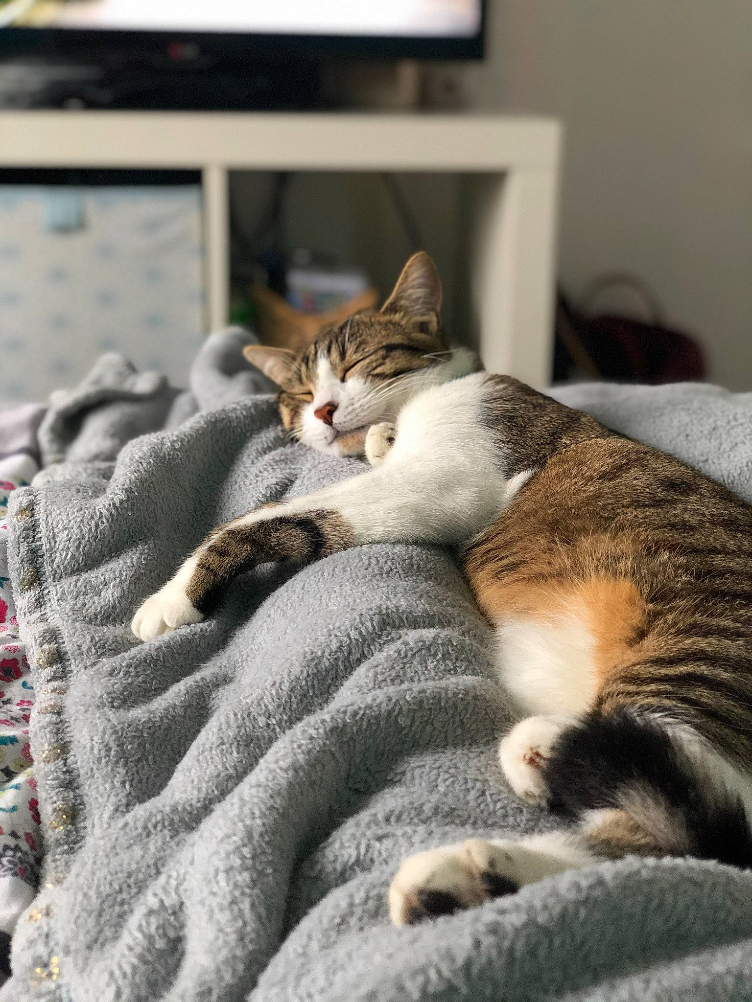 Tiky participe au concours pour gagner de l'argent avec cette photo : bed_sheet, bedding, carnivore, cat, comfort, domestic_short_haired_cat, felidae, fur, grey, linens, mammal, nap, paw, picture_frame, room, sitting, small_to_medium_sized_cats, tail, whiskers, wood