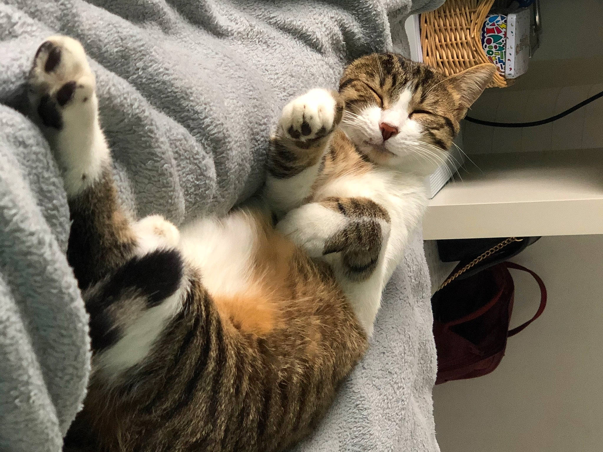 Tiky a rejoint le concours — aidez-le/la à gagner de superbes lots ! carnivore, cat, claw, comfort, domestic_short_haired_cat, felidae, fur, mammal, nap, paw, small_to_medium_sized_cats, snout, tail, whiskers