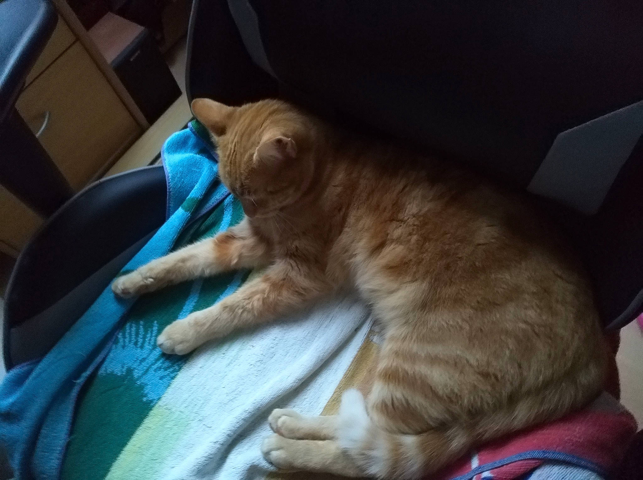 Bedi a rejoint le concours — aidez-le/la à gagner de superbes lots ! canidae, carnivore, cat, claw, comfort, devon_rex, domestic_short_haired_cat, fawn, felidae, fur, human_leg, lap, nap, paw, sitting, small_to_medium_sized_cats, snout, sporting_group, tail, whiskers