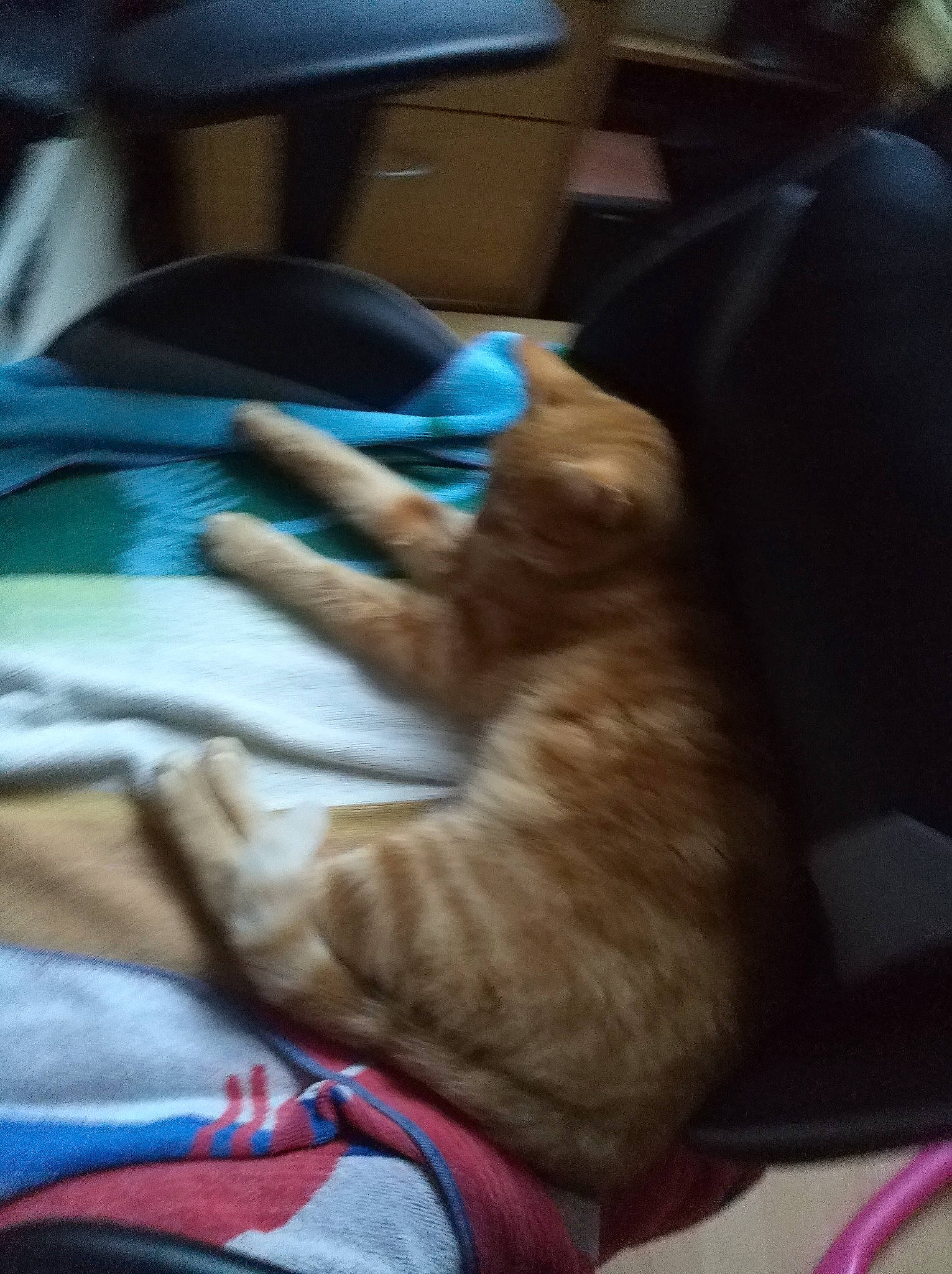 Bedi a rejoint le concours — aidez-le/la à gagner de superbes lots ! carnivore, cat, comfort, companion_dog, domestic_short_haired_cat, fawn, felidae, flooring, fur, gesture, human_leg, lap, leg, mammal, nail, sitting, small_to_medium_sized_cats, tail, whiskers, wood