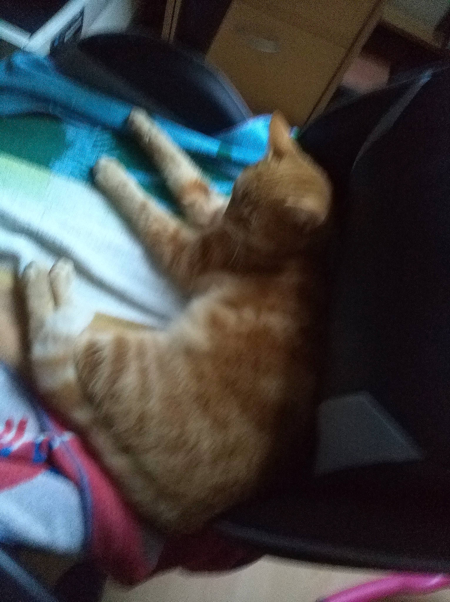 Bedi a rejoint le concours — aidez-le/la à gagner de superbes lots ! carnivore, cat, claw, comfort, domestic_short_haired_cat, electric_blue, fawn, felidae, foot, fur, gesture, human_leg, nap, paw, room, sleep, small_to_medium_sized_cats, tail, whiskers