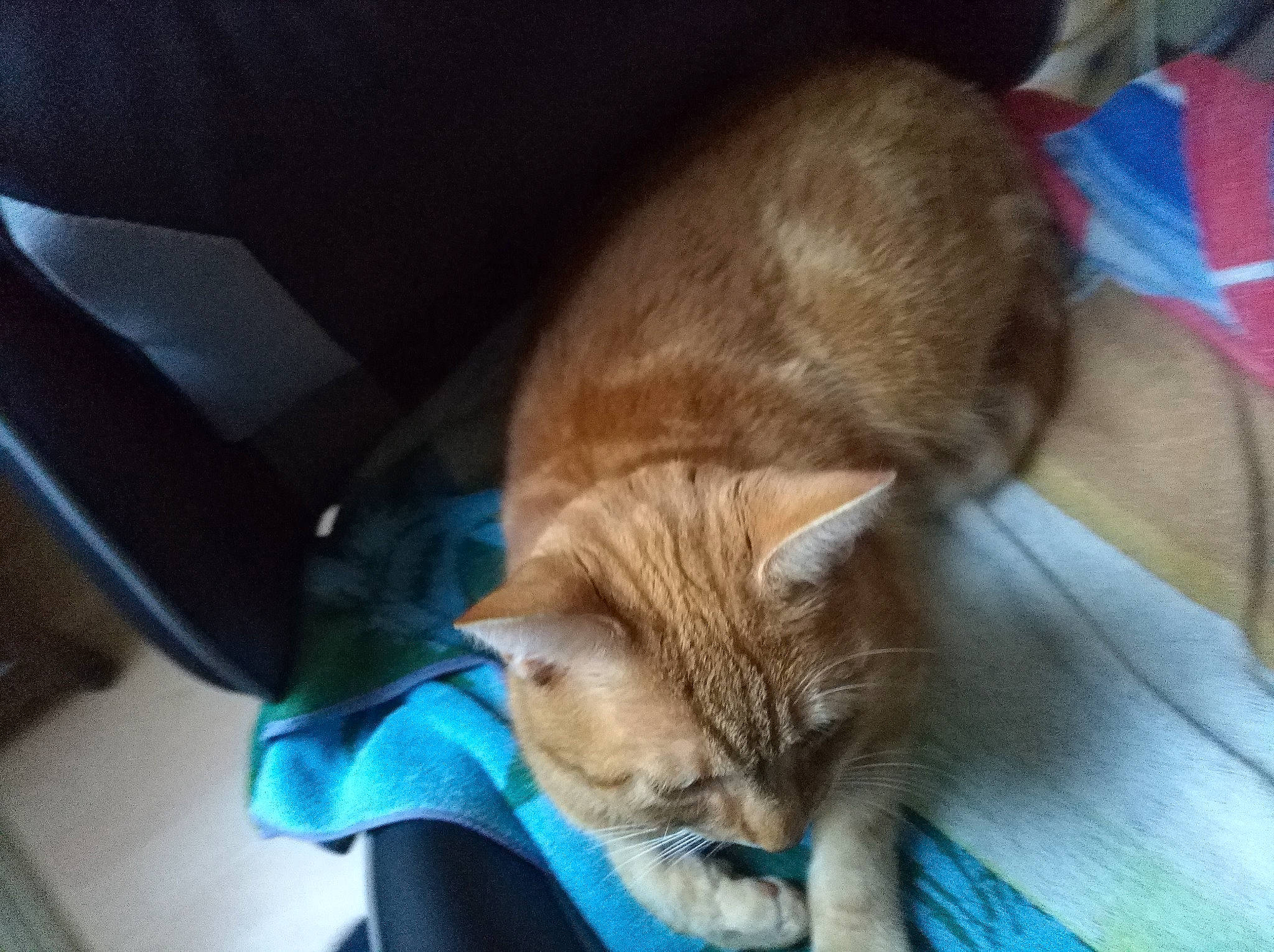 Bedi participe au concours pour gagner de l'argent avec cette photo : bag, carnivore, cat, cat_supply, claw, comfort, companion_dog, dog_breed, domestic_short_haired_cat, electric_blue, fawn, felidae, fur, luggage_and_bags, mammal, nap, small_to_medium_sized_cats, tail, whiskers, wood